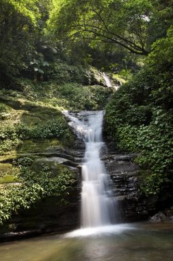 Yeşil ormanda şelale 