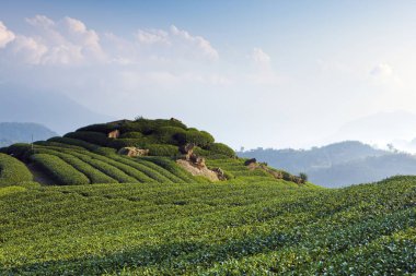 yeşil çiftlik alanı