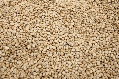 Kuru kahve çekirdekleri