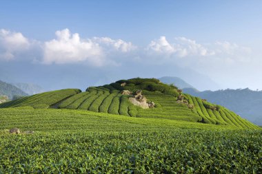 yeşil çiftlik alanı