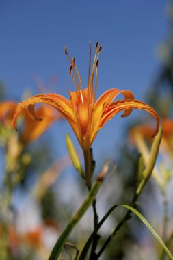 Sarı günlük çiçek.