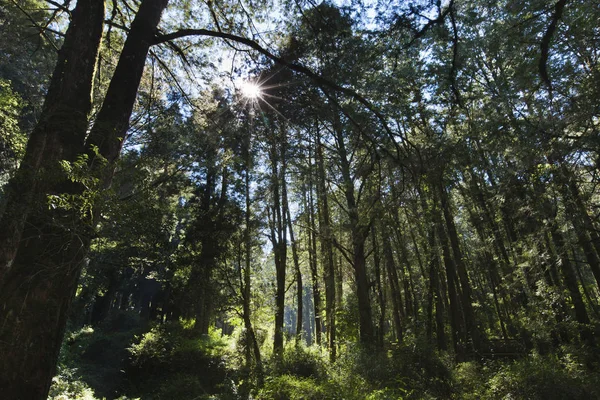 Alişan Chiayi County dev ağaçlar — Stok fotoğraf