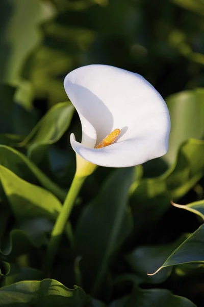 Blüte der Aronia-Lilie — Stockfoto