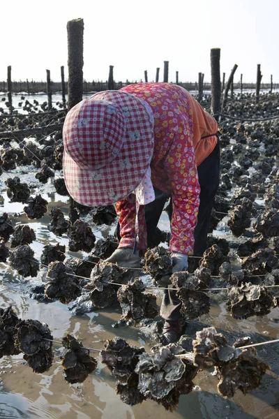 Farmer working on oyster field — Stock Photo, Image