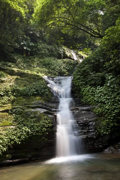 Yeşil ormanda şelale 