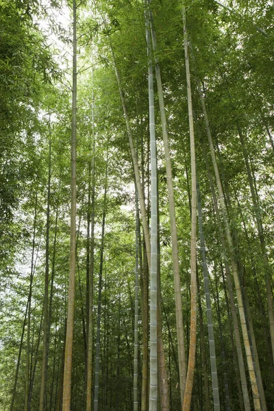 Bosque de bambú verde —  Fotos de Stock