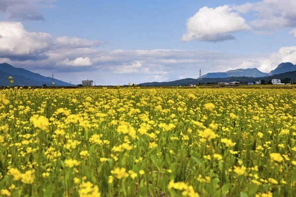 Blüte der gelben Blumen auf dem Feld — Stockfoto