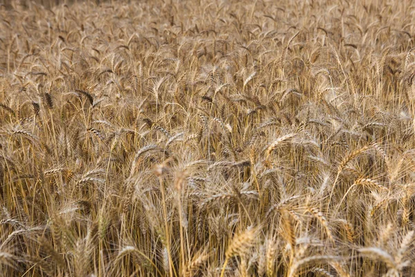 Пшеничне поле під час заходу сонця — стокове фото