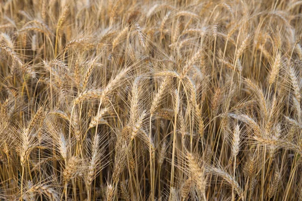 Крупним планом пшеничне поле — стокове фото