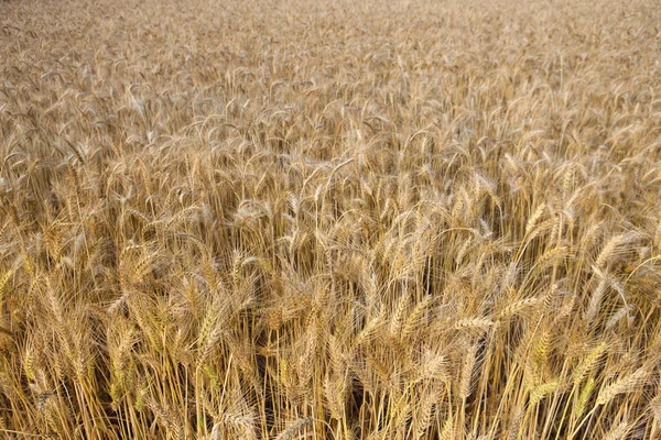 Wheat field at sunset time — Stock Photo, Image