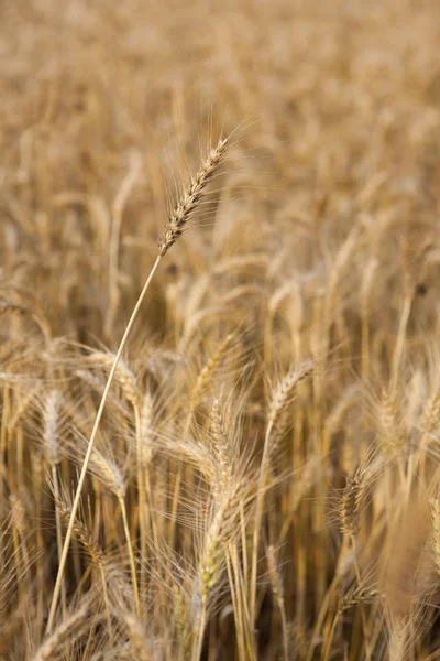 Close-up of wheat field — Stock Photo, Image