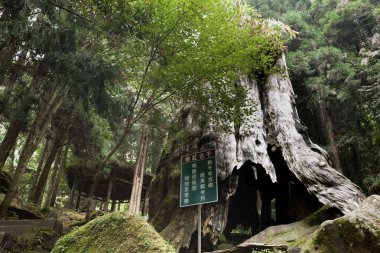 Tayvan yeşil ormanın güzel manzara