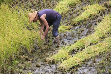 çalışma alanına yeni Taipei, Tayvan hasat pirinç