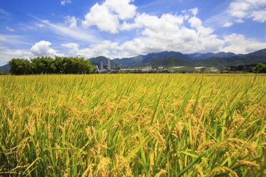 Sonbahar zaman sarı tahıl otlak