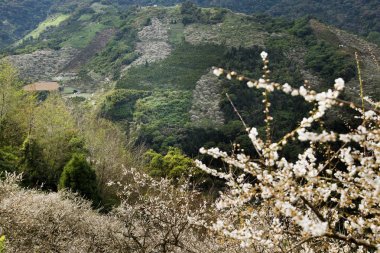 güzel manzara yeşil dağ yeni Taipei, Tayvan