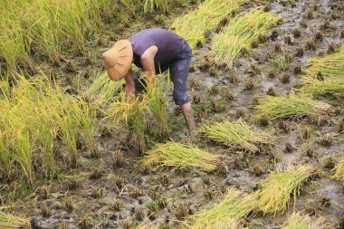çalışma alanına yeni Taipei, Tayvan hasat pirinç