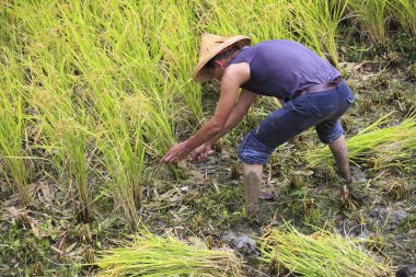 çalışma alanına yeni Taipei, Tayvan hasat pirinç