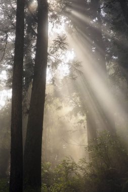 Tayvan yeşil orman içinde güneş ışığı güzel manzara