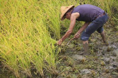 çalışma alanına yeni Taipei, Tayvan hasat pirinç