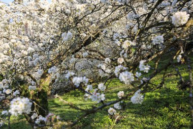 Tayvan bahar zamanında güzel Erik çiçeği