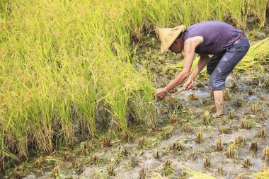 çalışma alanına yeni Taipei, Tayvan hasat pirinç