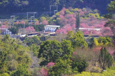 Güzellik kiraz çiçeği City