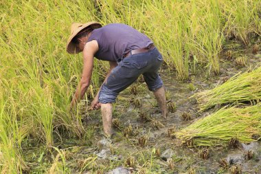 çalışma alanına yeni Taipei, Tayvan hasat pirinç