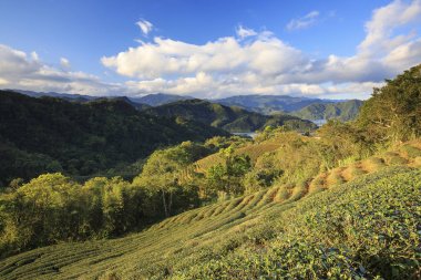 yeşil çay bahçesi yeni Taipei Tayvan görünümünü