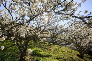 Tayvan bahar zamanında güzel Erik çiçeği