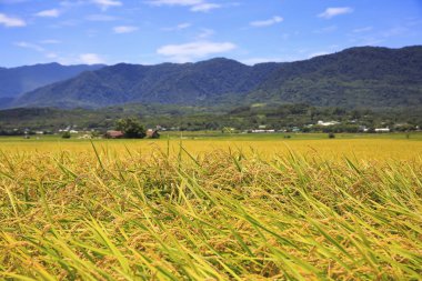 Sonbahar zaman sarı tahıl otlak