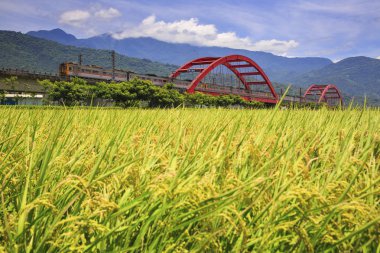 treni yakınında yeşil alan Tayvan ile kırmızı Huang kecheng demir köprü