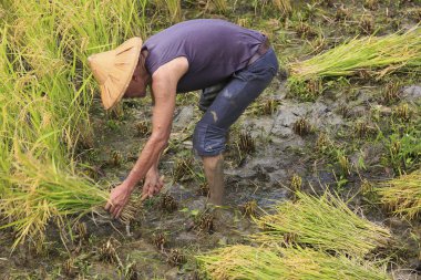 çalışma alanına yeni Taipei, Tayvan hasat pirinç