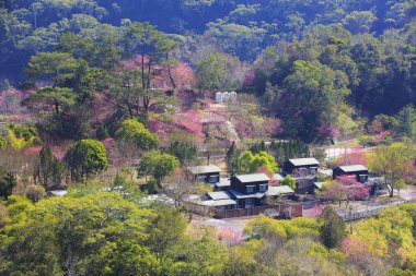 köy yeşil sqoyaw Dağları'nda kuş görünümü