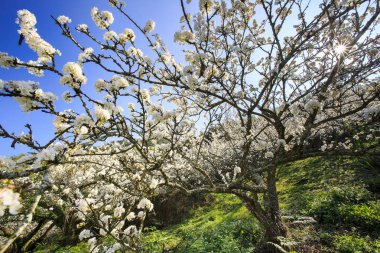 Tayvan bahar zamanında güzel Erik çiçeği
