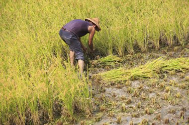 çalışma alanına yeni Taipei, Tayvan hasat pirinç