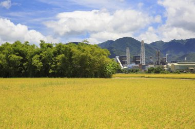 Sonbahar zaman sarı tahıl otlak