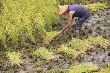 çalışma alanına yeni Taipei, Tayvan hasat pirinç