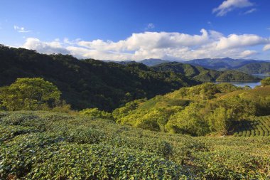 yeşil çay bahçesi yeni Taipei Tayvan görünümünü