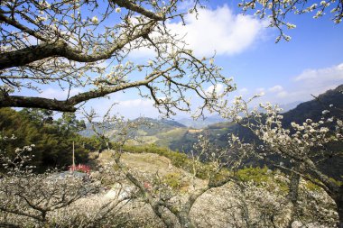 Tayvan bahar zamanında güzel Erik çiçeği