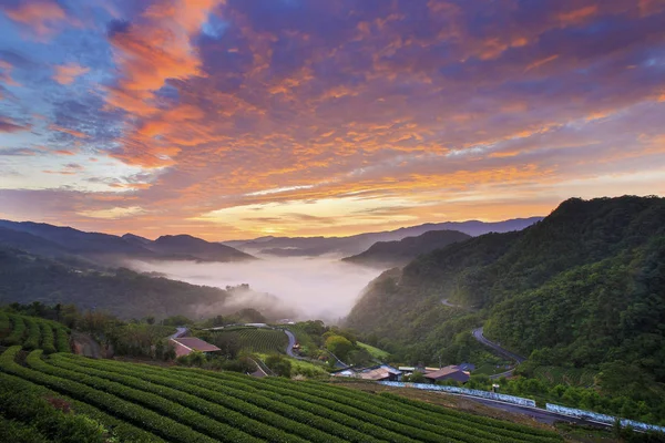 yeşil çay tarım arazileri gün batımında yeni Taipei Tayvan