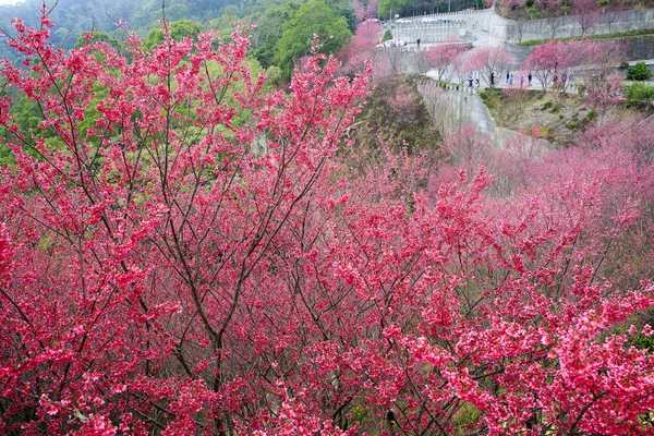 Gyönyörű Wild Cherry Blossom Tavasszal Tajvanon — Stock Fotó