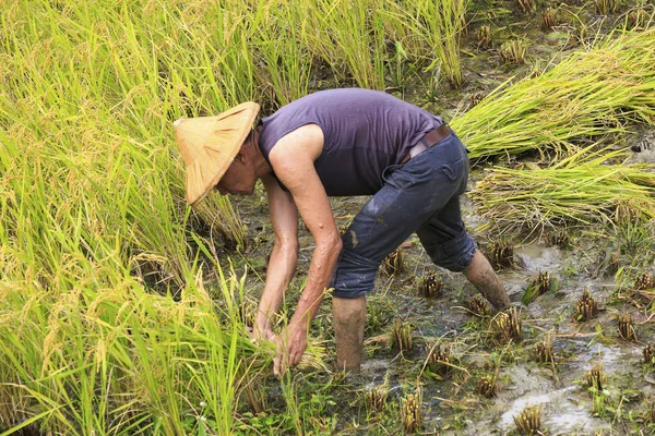 çalışma alanına yeni Taipei, Tayvan hasat pirinç