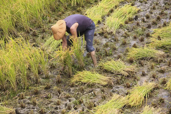 çalışma alanına yeni Taipei, Tayvan hasat pirinç