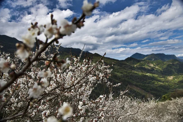 güzel manzara yeşil dağ yeni Taipei, Tayvan