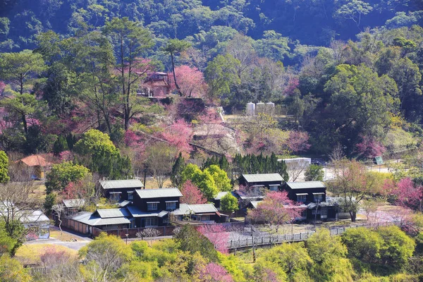 köy yeşil sqoyaw Dağları'nda kuş görünümü