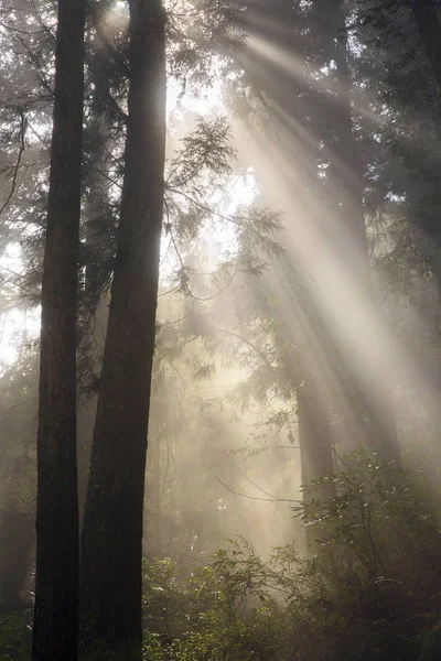 Tayvan yeşil orman içinde güneş ışığı güzel manzara