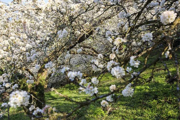 Tayvan bahar zamanında güzel Erik çiçeği