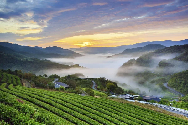 yeşil çay tarım arazileri gün batımında yeni Taipei Tayvan