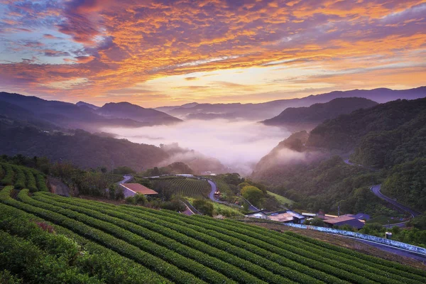 yeşil çay tarım arazileri gün batımında yeni Taipei Tayvan