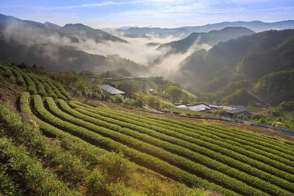 yeşil çay tarım arazileri yeni Taipei Tayvan yakınındaki dağ